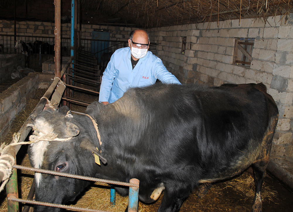 Азербайджан проводит массовую вакцинацию животных
