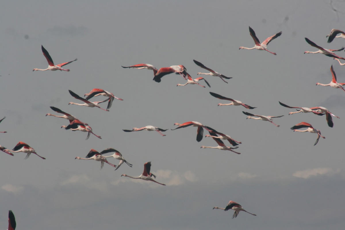 В национальном парке Азербайджана зимуют 3-4 тыс. фламинго