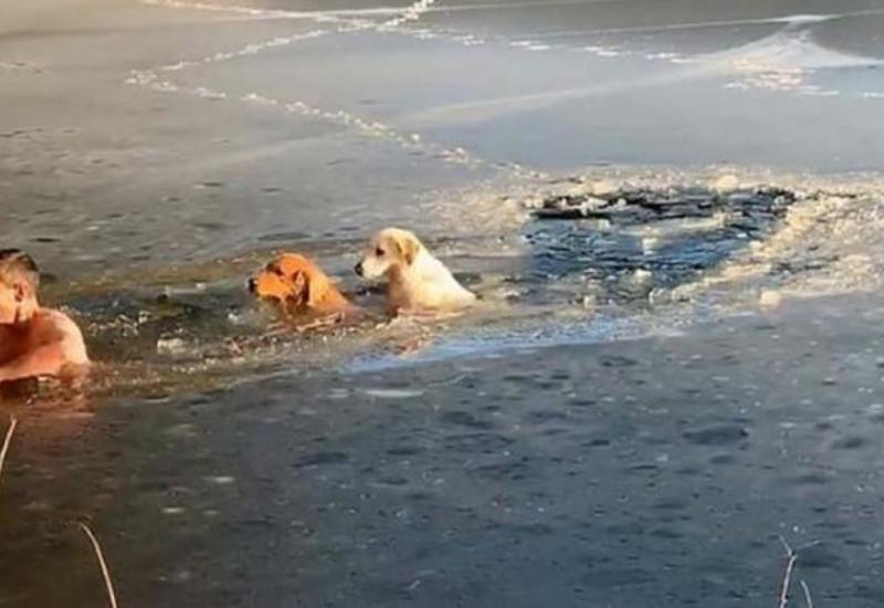 Мужчина  бросился в реку и спас провалившихся под лёд собак