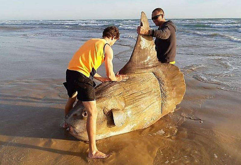 Рыбаки обнаружили гигантскую солнечную рыбу на пляже в Австралии