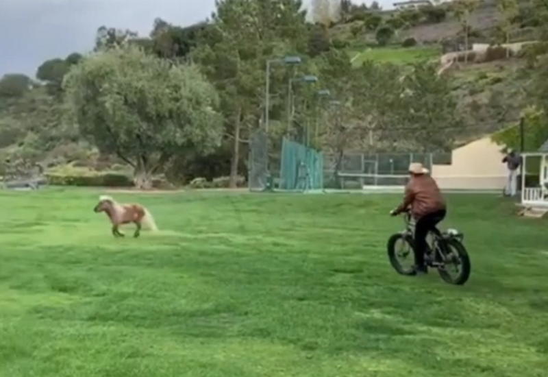 Шварценеггер тренирует пони, гоняясь за ним на велосипеде в ковбойской шляпе