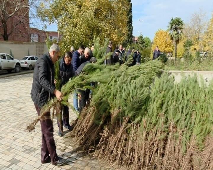 Деревья азербайджана