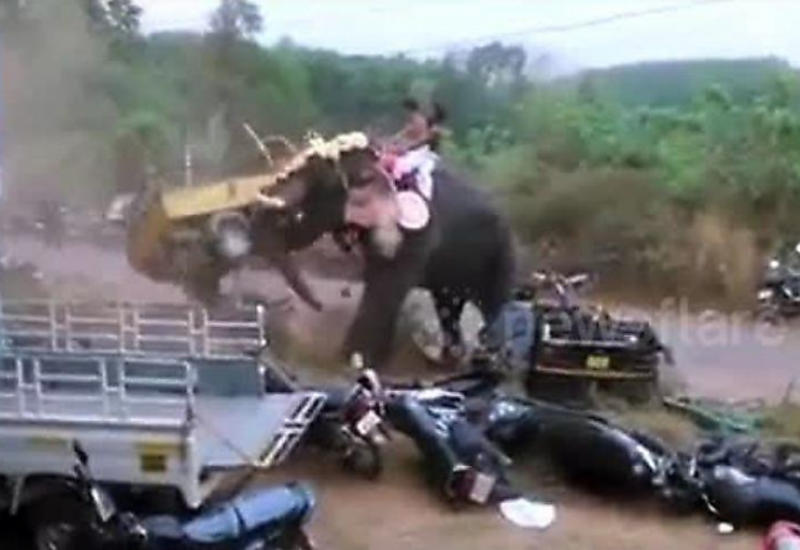 Буйный слон испортил религиозный праздник в Индии