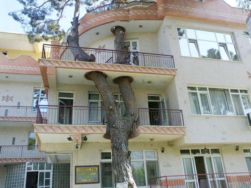 14 домов, архитекторы которых отказались спиливать деревья