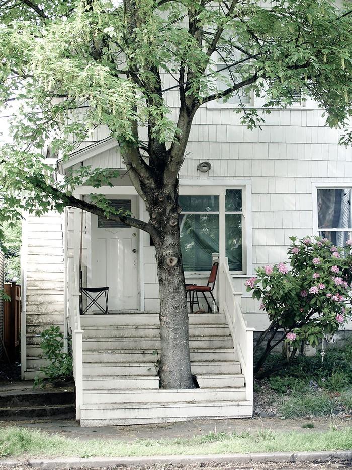 14 домов, архитекторы которых отказались спиливать деревья