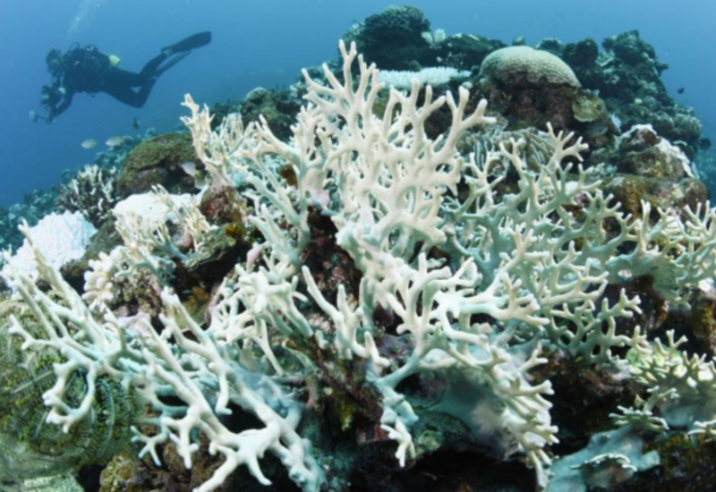 ОАЭ создают крупнейший искусственный коралловый риф