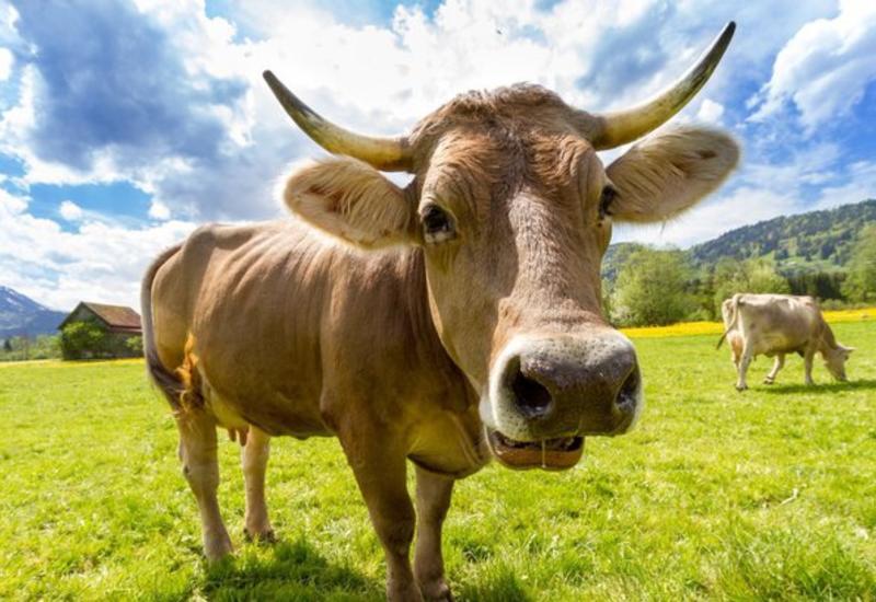 В Британии новые сети 5G будут тестировать коровы