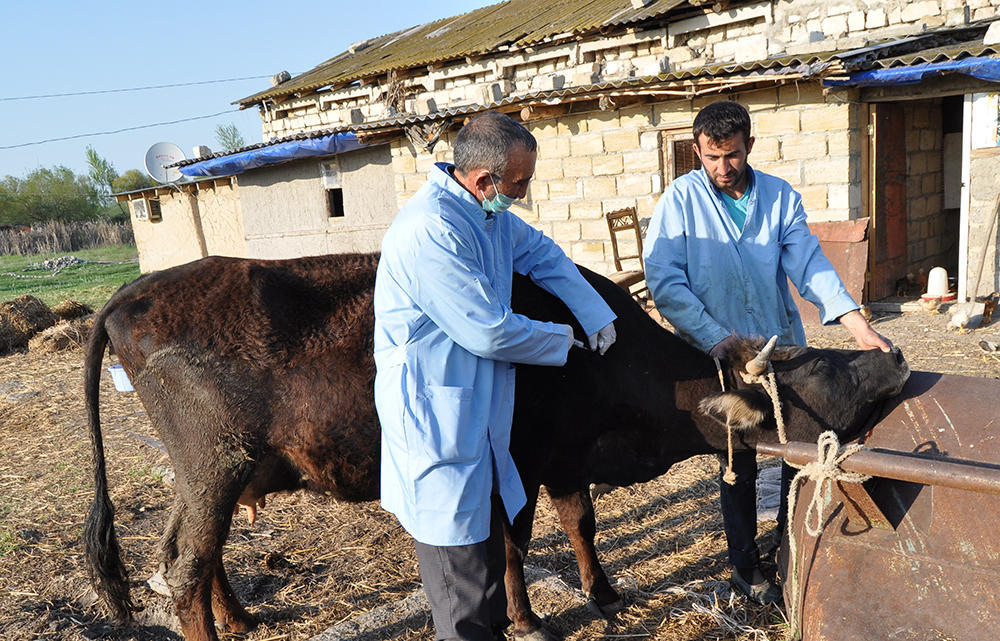 В Азербайджане продолжается массовая вакцинация животных