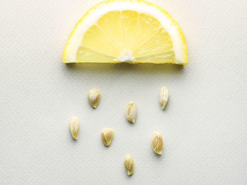 Qurdları tökən limon tumları
