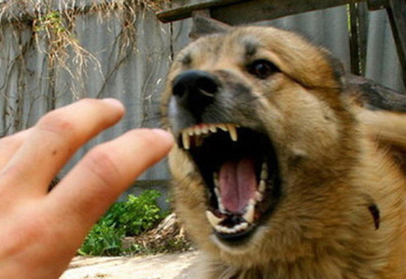 Минздрав предупреждает население в связи с нападением собак