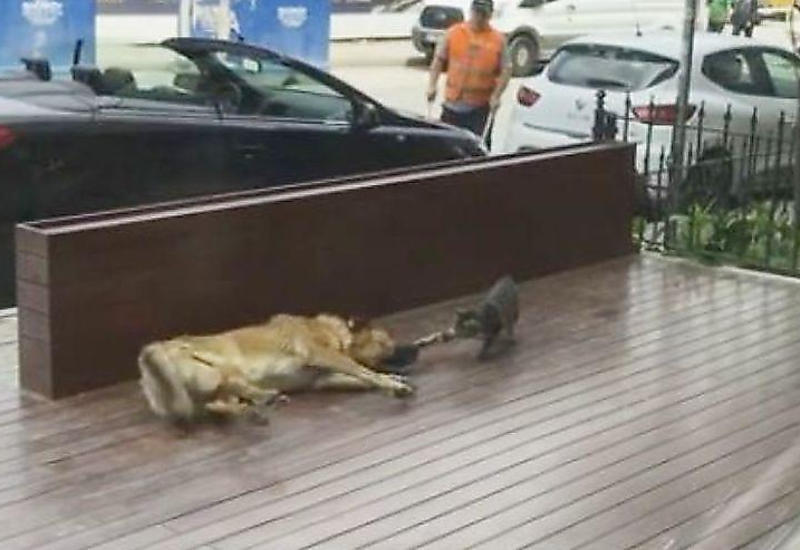Наглая кошка проверила на чуткость сон дворового пса в Турции