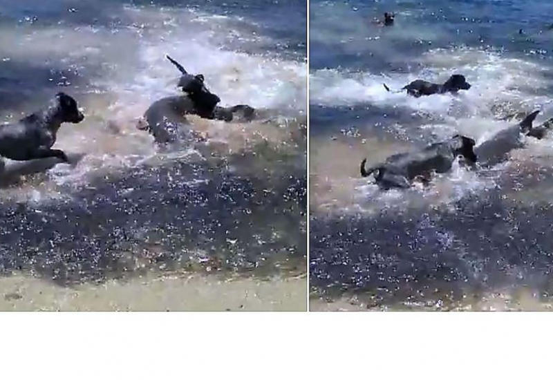 Собачья свора напала на акул у побережья австралийского острова