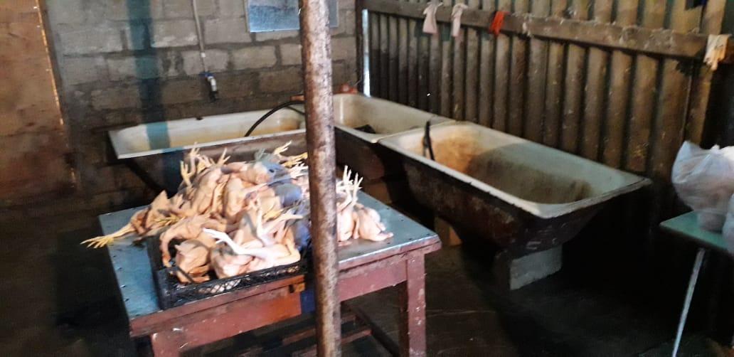 В Азербайджане обнаружили еще один цех с опасной курятиной