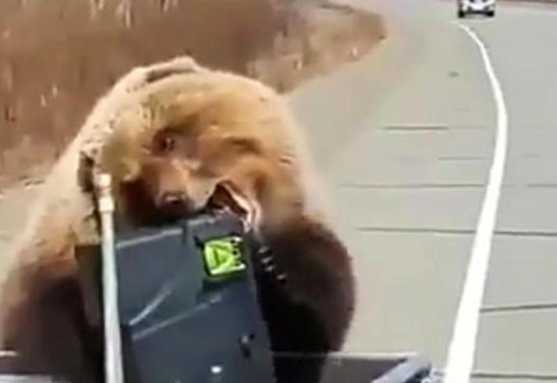 Медведь на Камчатке похитил еду у людей прямо у них на глазах