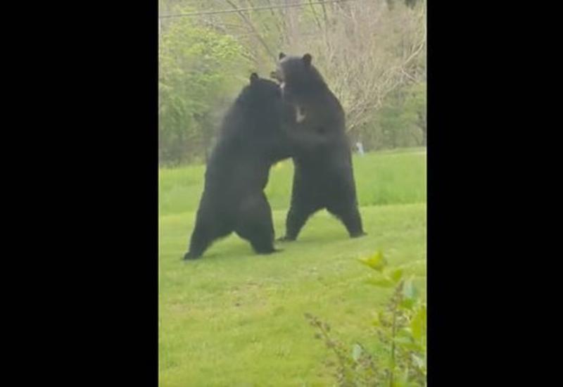 Танго смерти: схватка огромных медведей попала на камеры
