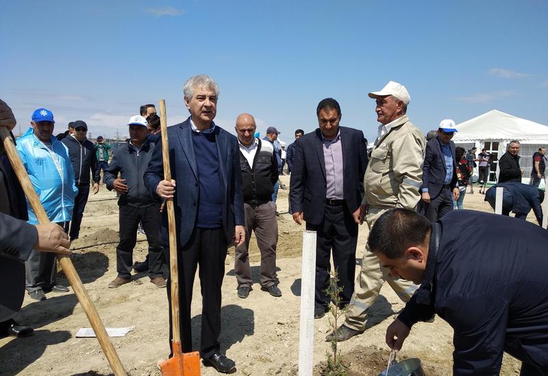 ПЕА и минэкологии провели акцию по посадке деревьев, приуроченную к 96-й годовщине со дня рождения Гейдара Алиева