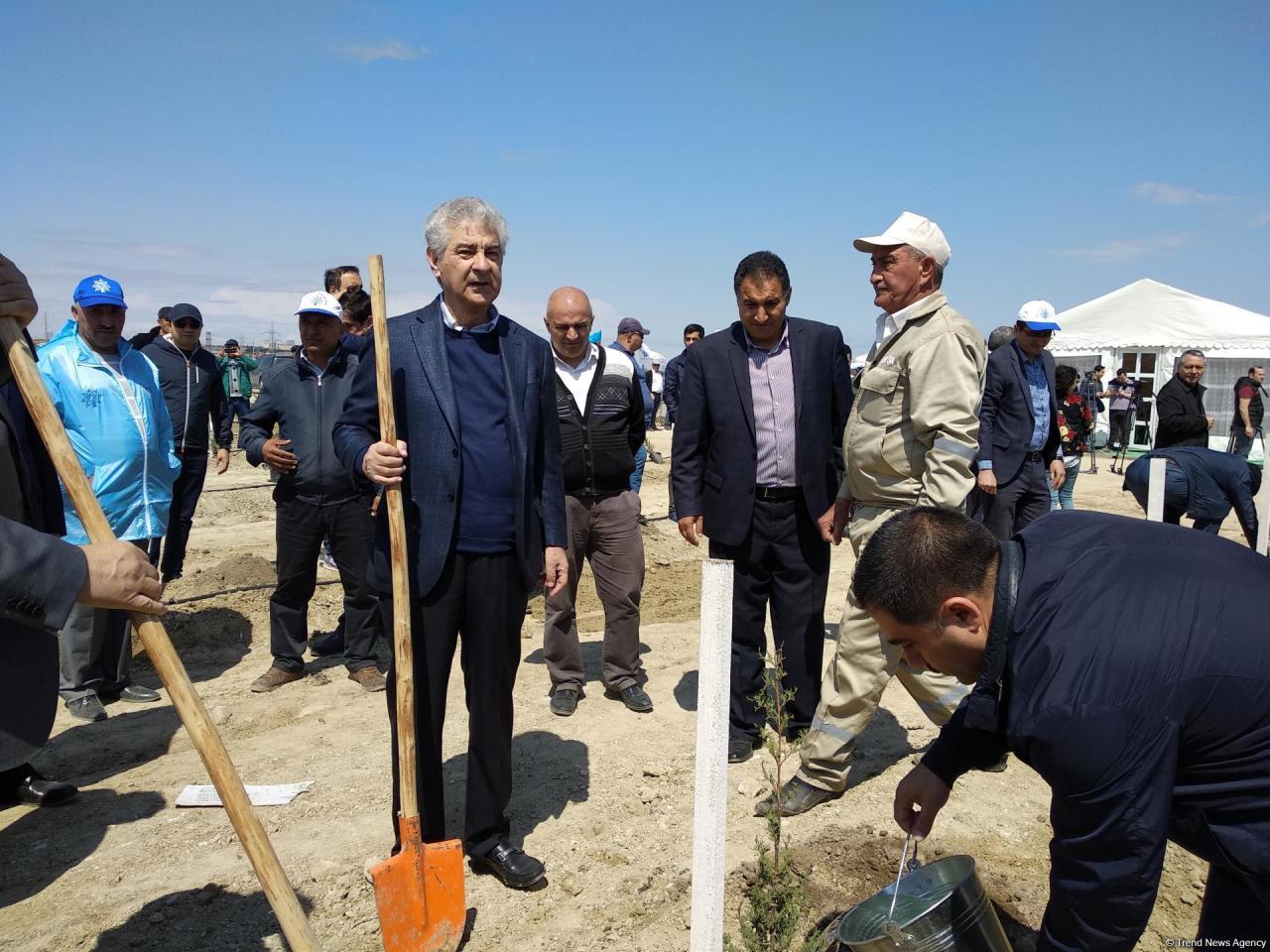ПЕА и минэкологии провели акцию по посадке деревьев, приуроченную к 96-й годовщине со дня рождения Гейдара Алиева