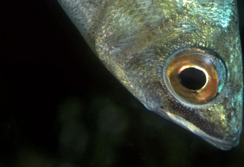 Глубоководные рыбы умеют различать цвета