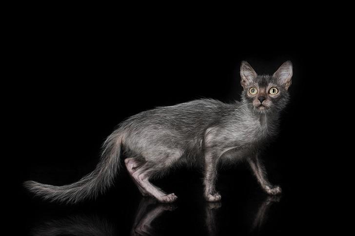 Коты-оборотни: новая порода покоряет мир