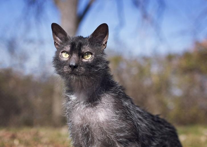 Коты-оборотни: новая порода покоряет мир