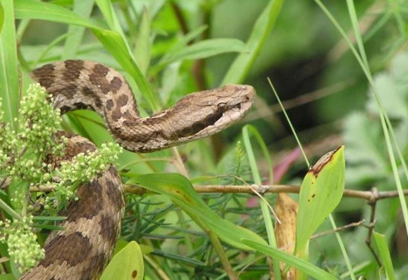 Население Азербайджана предупредили в связи со змеями