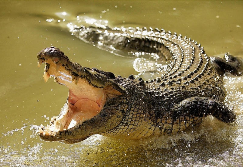 Мужчина голыми руками поймал крокодила