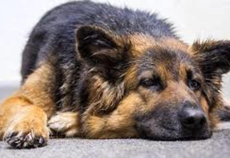 Тоскующая по умершему хозяину собака неделями ждала его у работы