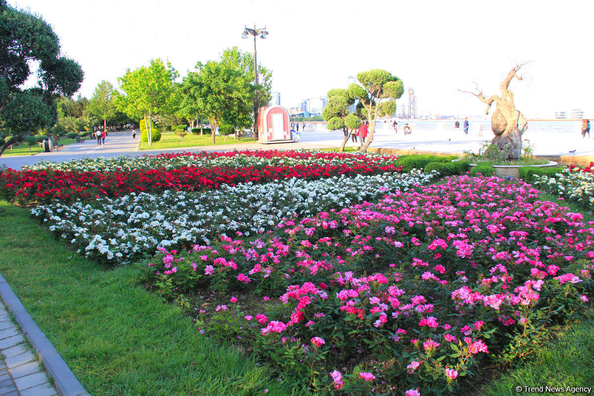 Бакинский бульвар в цветах