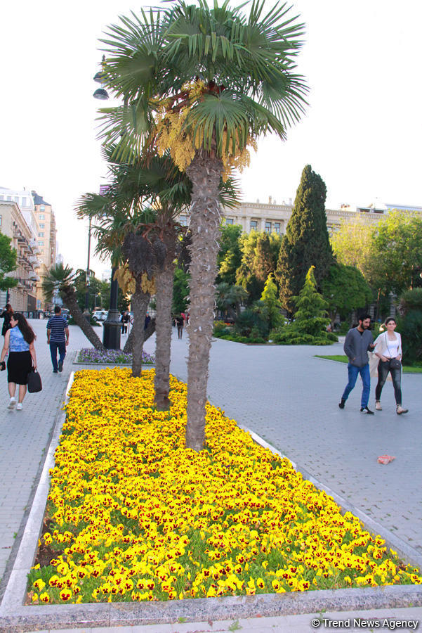 Бакинский бульвар в цветах