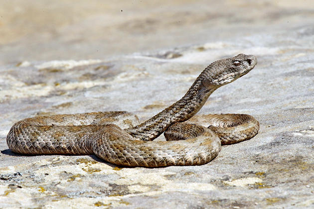 В центре Баку появились ядовитые змеи?