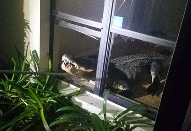 Трехметровый аллигатор выбил окно и ворвался в дом