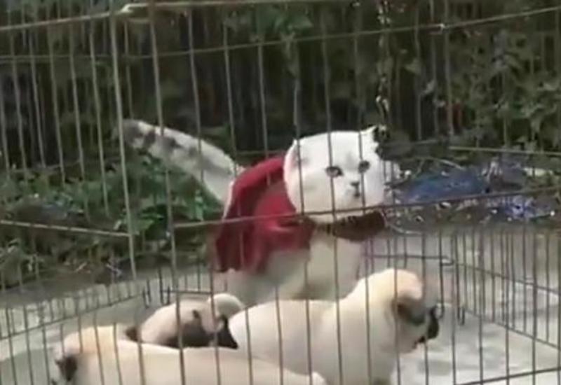 Видео с грациозным побегом кота-супергероя из клетки со щенками завоевало Сеть