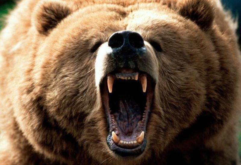Россиянин откусил медведю язык в драке