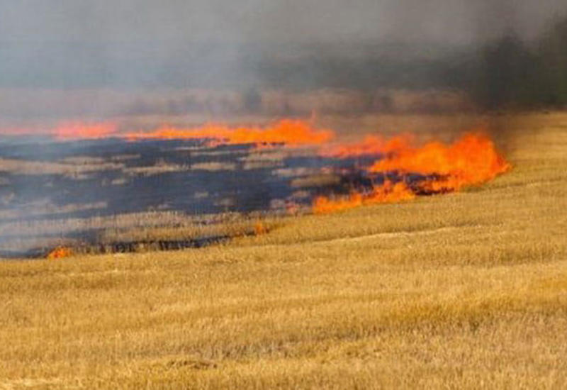 В Агсу сгорело около 3 гектаров пшеничного поля