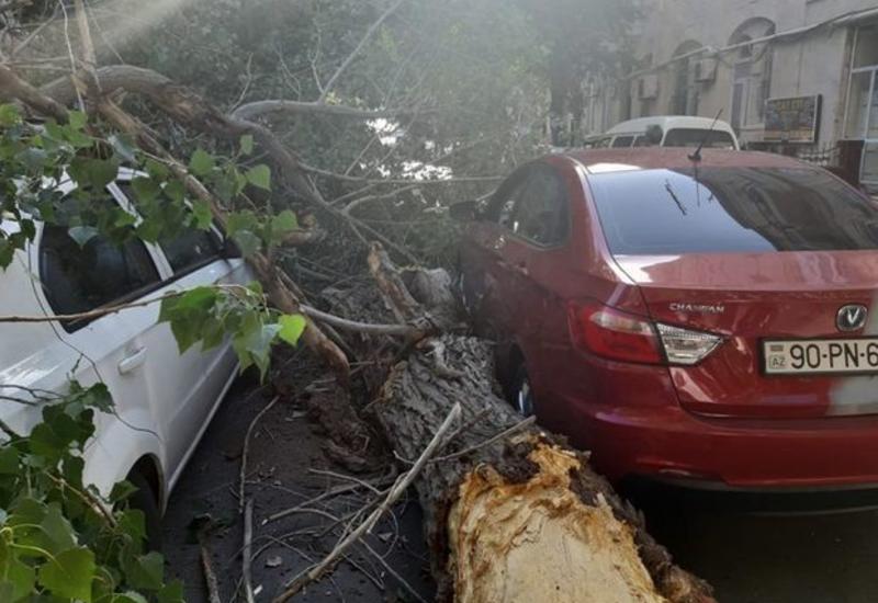 Огромное дерево упало на автомобиль в Баку