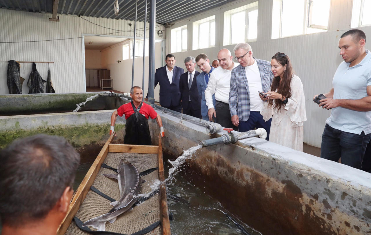 Вице-президент Фонда Гейдара Алиева Лейла Алиева приняла участие в церемонии выпуска в Каспий мальков осетровых в Нефтчале