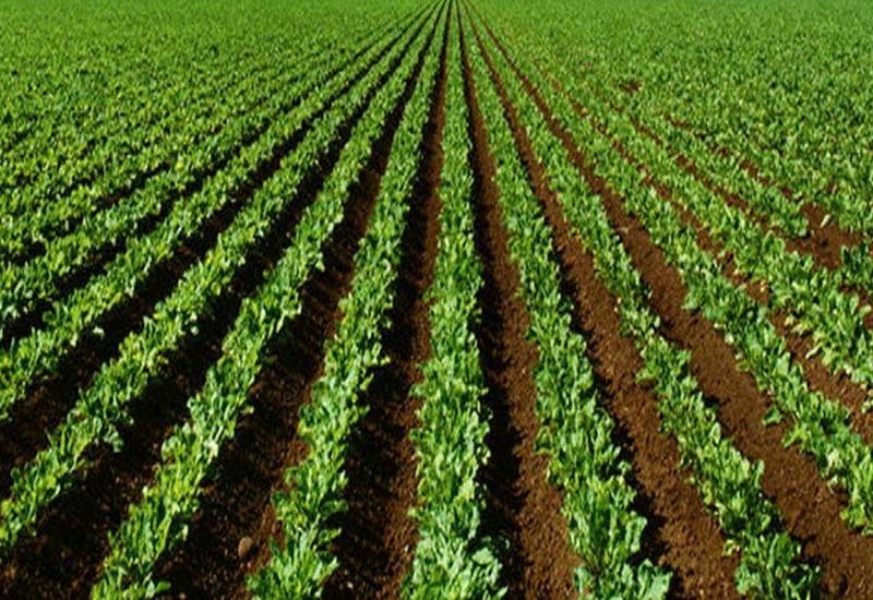 В Азербайджане начнут более эффективно использовать сельхозземли