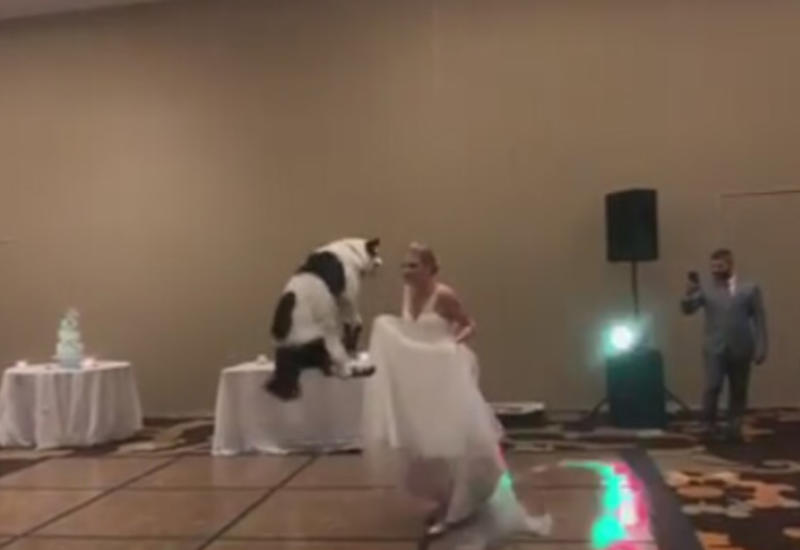 Невеста пригласила на свадьбу своего пса и исполнила с ним танец