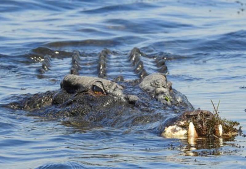 В Австралии огромный крокодил съел собственную челюсть