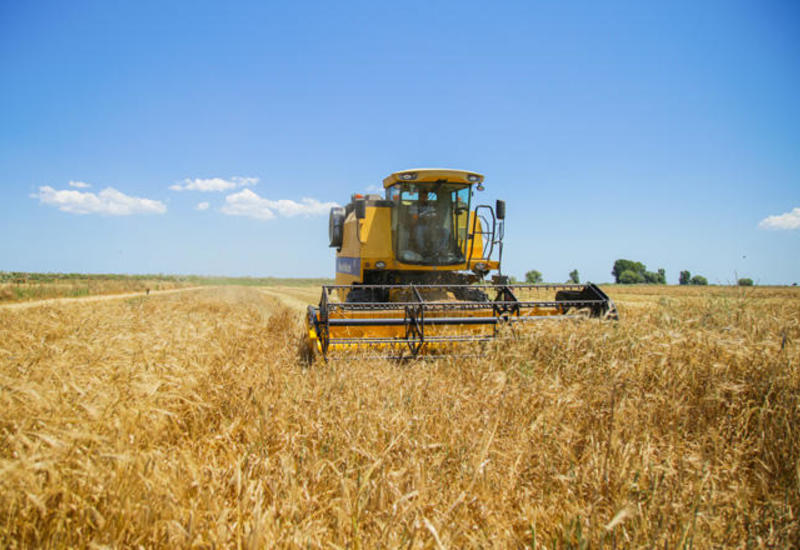 В Азербайджане идет уборка зерновых
