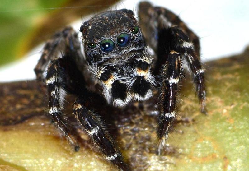 Обнаруженный в Австралии новый вид паука назвали в честь Карла Лагерфельда