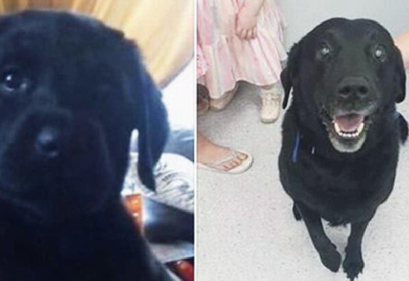 В Великобритании собака вернулась к владельцу спустя девять лет