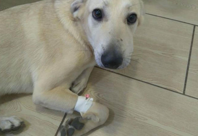В России спасли собаку, сидевшую в канализационной яме восемь лет