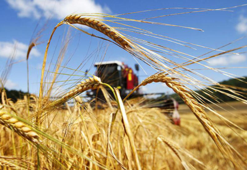 В Азербайджане продолжается уборка зерновых
