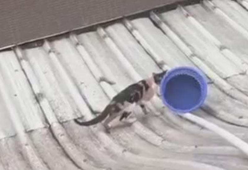 Добрые офисные работники спасли кошку со скользкой крыши