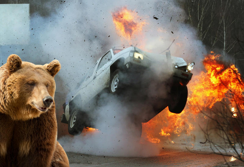 В США медведь угнал автомобиль и разбился