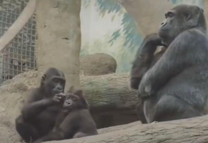 Шимпанзе в позе мыслителя покорил интернет