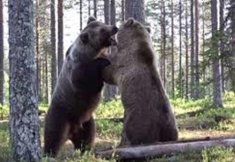 Видео битвы медведей набирает популярность в интернете