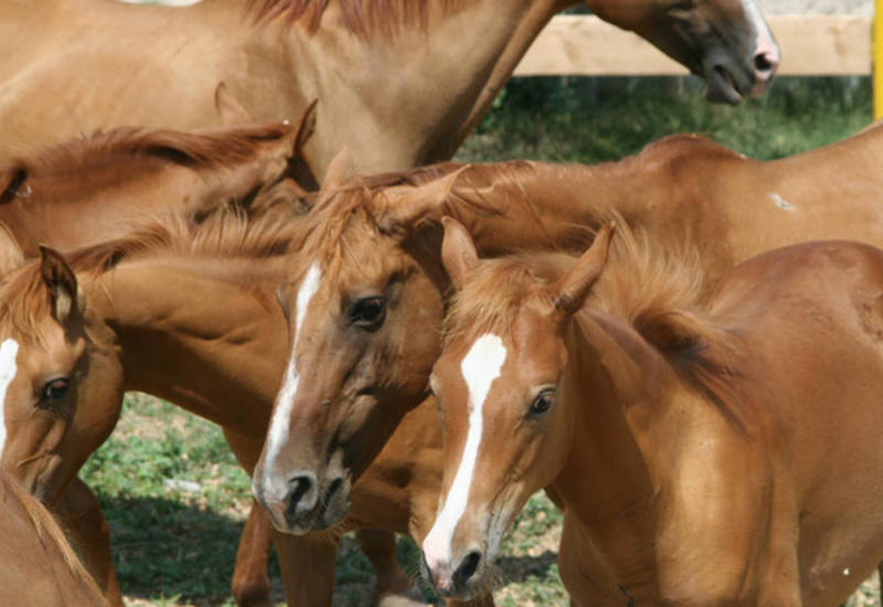 Карабахских коней будут экспортировать в Европу