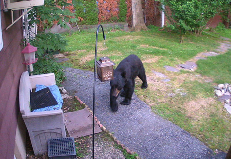 Не смог открыть и разбил его, вызвав панику среди жителей